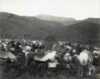 Familiene Inga og Svonni med reinflokken, fotografert på Sortland 1890. Fotografen har plassert fjorten personer av familiene mellom reinene.